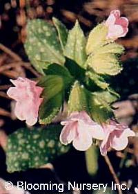 Pulmonaria saccharata 'Pierre's Pink'           